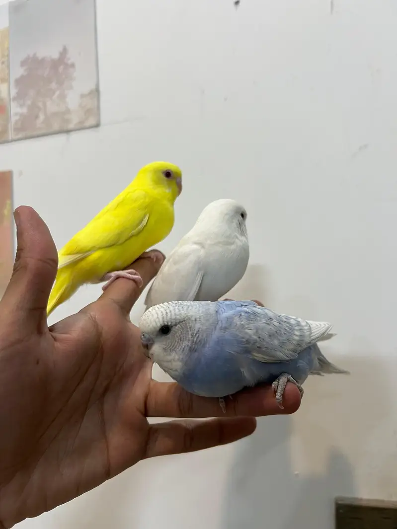 Quality Cocktail Chicks / Self handtamed / Australian Budgie Handtamed — photo 9
