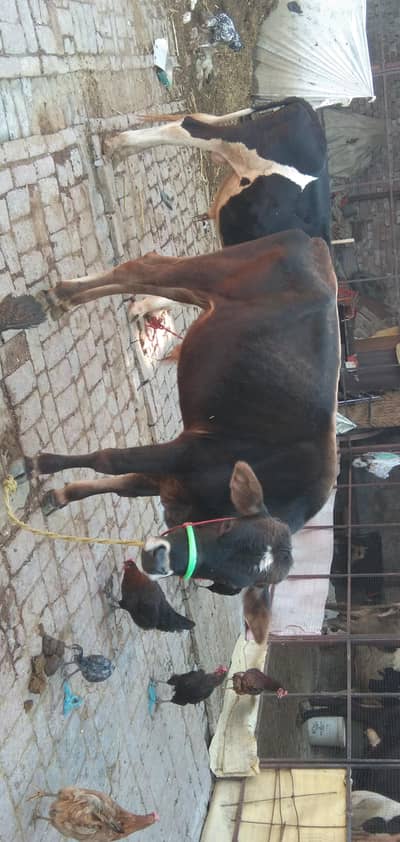 jersey + valati bachra for sale