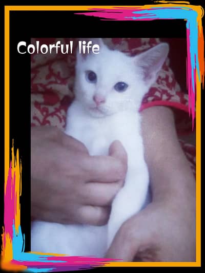 4 kittens white & brown with blue color eyes