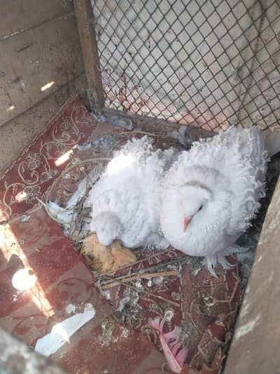 Frill Back Yellow Eyes Pair With 1 Self Chick