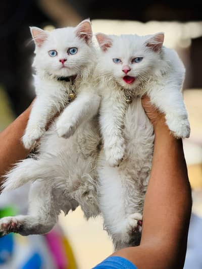 4 month age pair