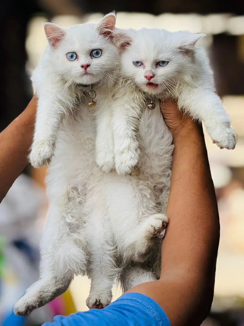 4 month age pair — photo 3