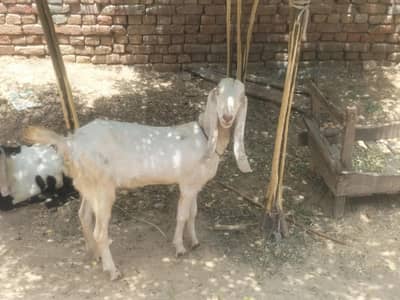 دھوندی بکری۔۔۔03=.