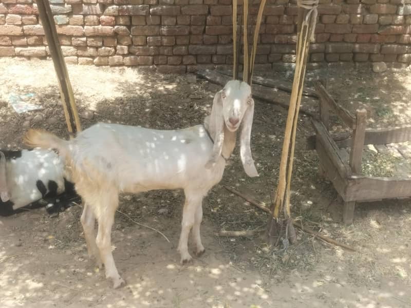 دھوندی بکری۔۔۔03=. 0