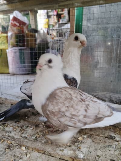 Sentient pegions for sale 03115710451