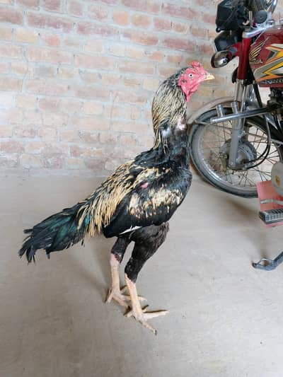 aseel jawa for sale long hight patha exchange with egg laying aseel hn