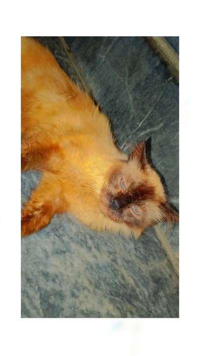 pregnant cat for sale