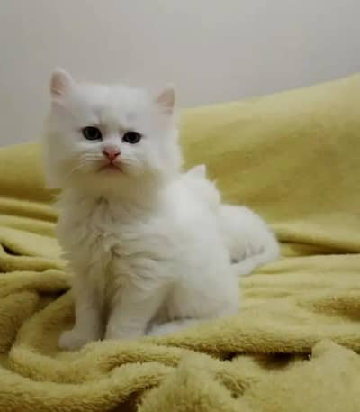 MALE PERSIAN KITTEN ODD EYE