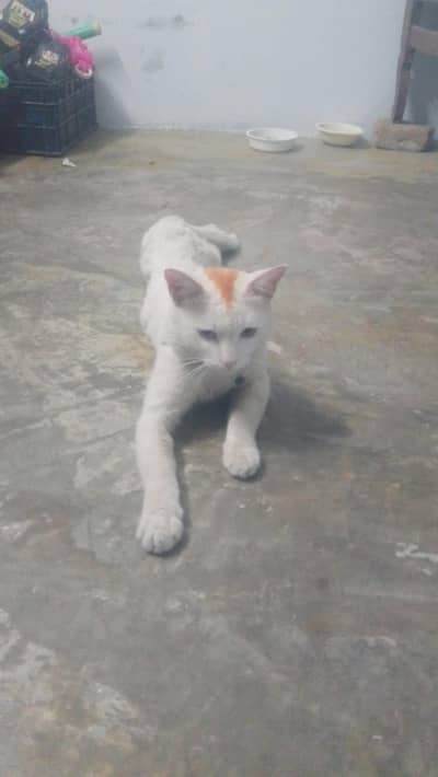 Persian cat for sale