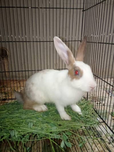 4 rabbits (2 breeding pair)