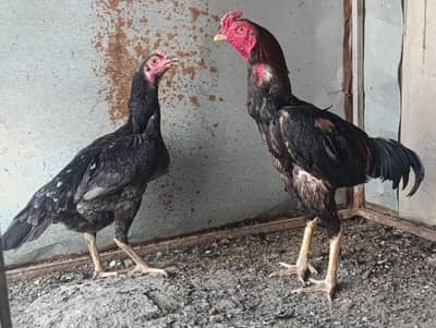 Fresh Fertile Eggs Available