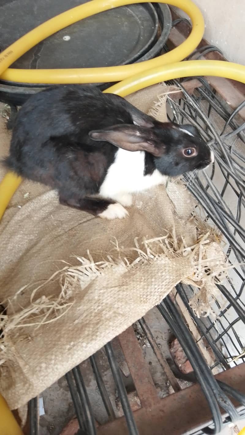 Rabbit 0
