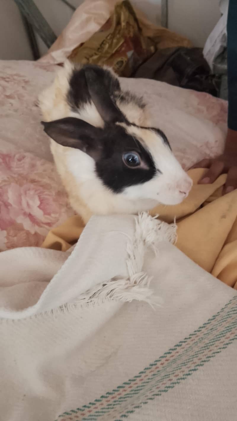 Rabbit 1