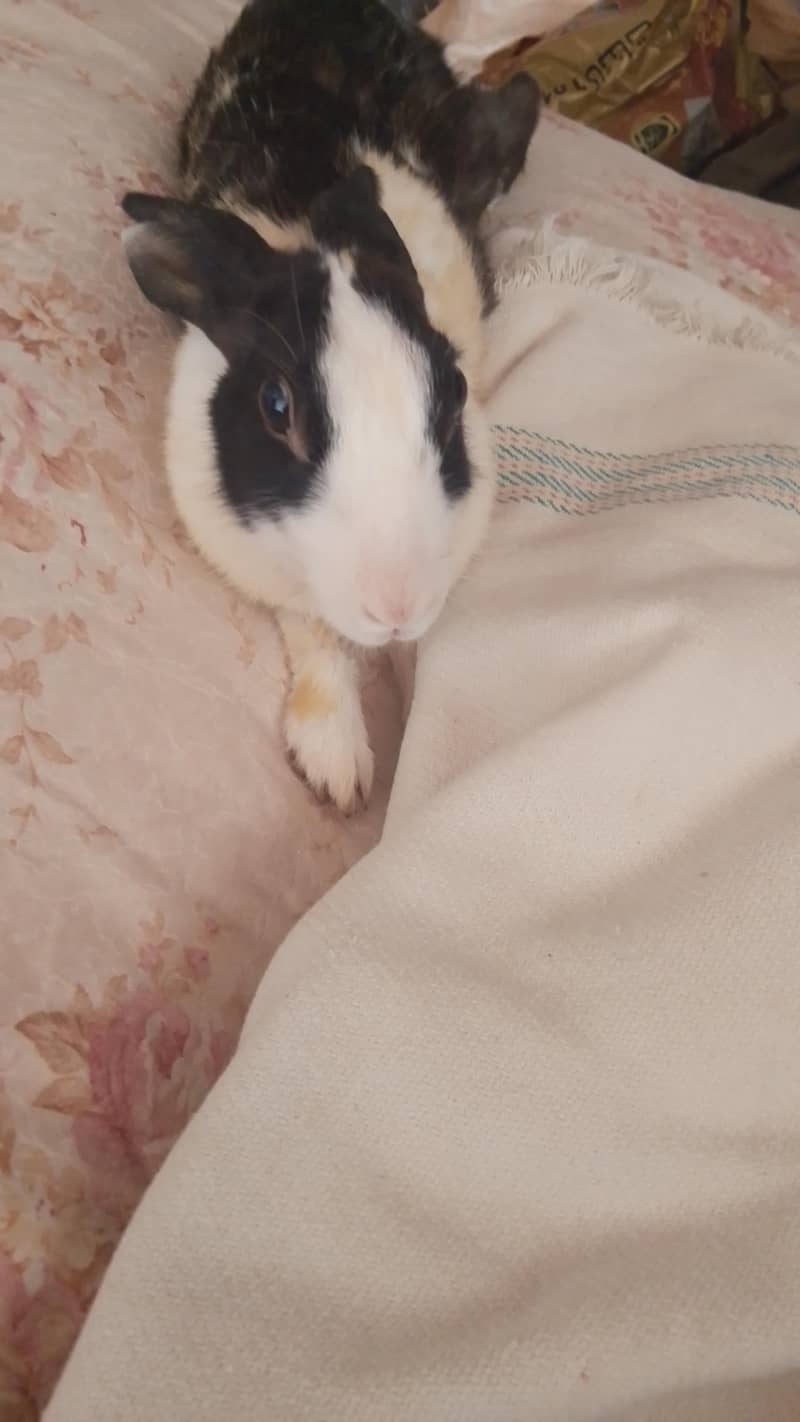 Rabbit 2