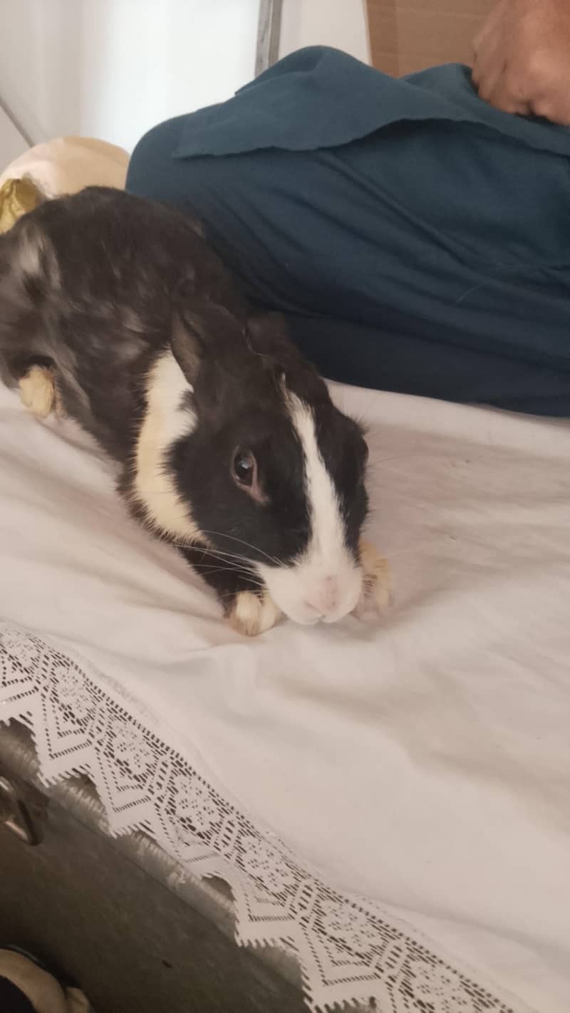 Rabbit 3