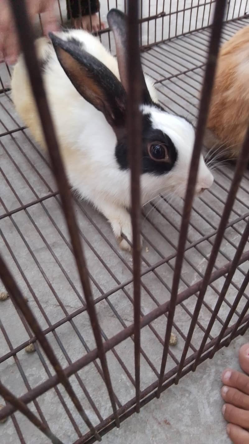 Rabbit 4