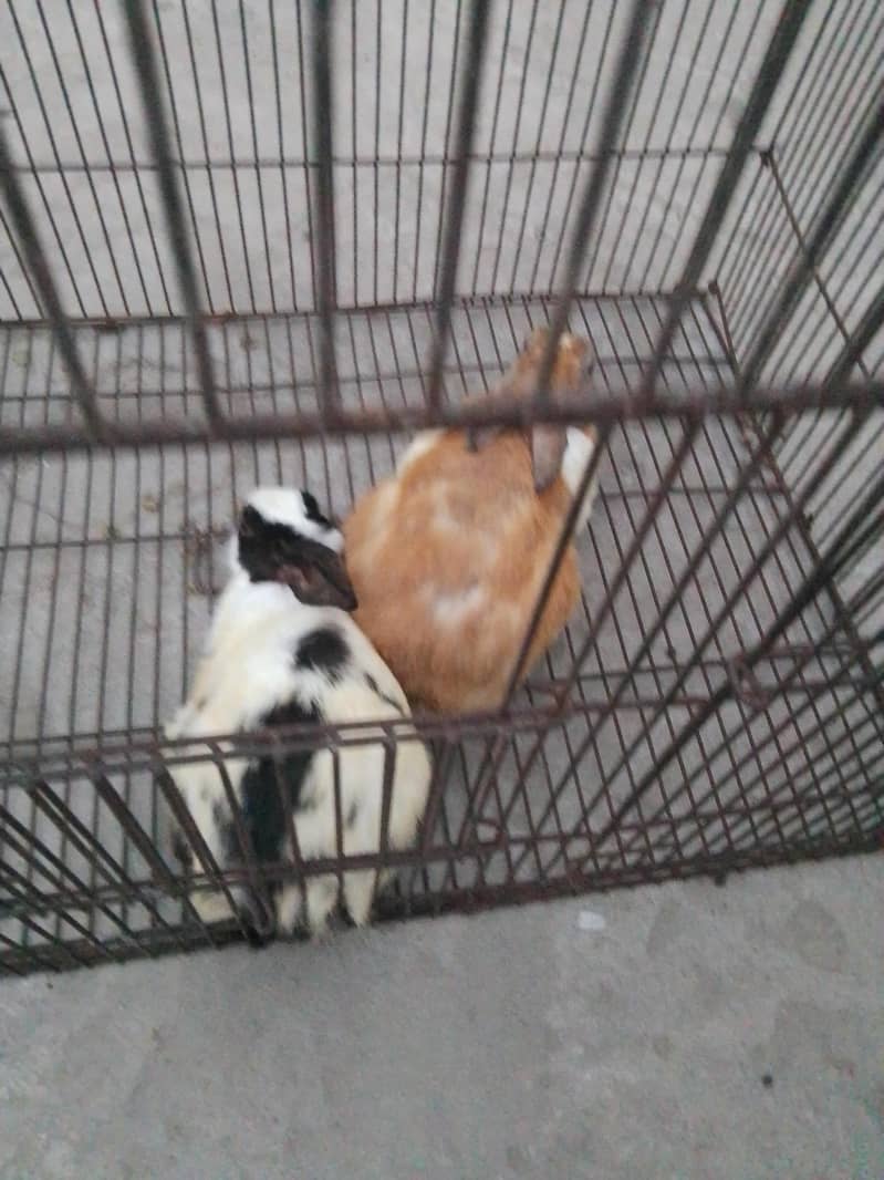 Rabbit 5
