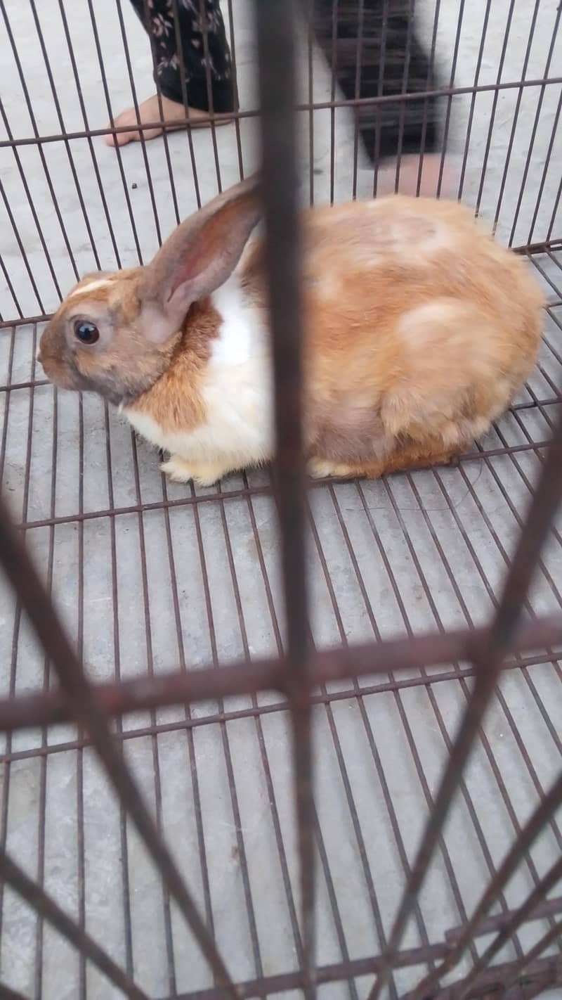 Rabbit 6