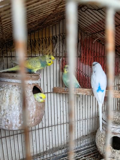 Australian parrots with cage