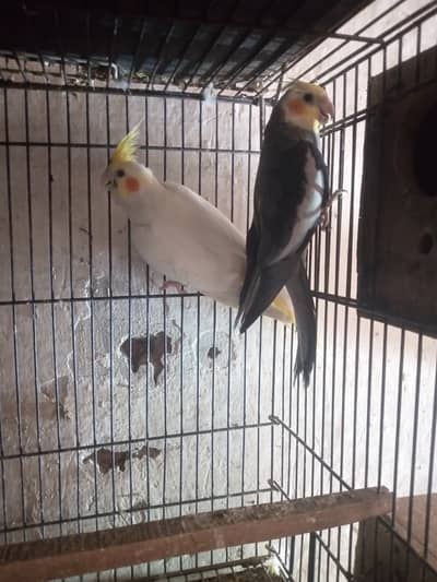 Cockatiel breeder pair