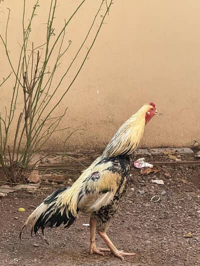 Pure aseel male and female