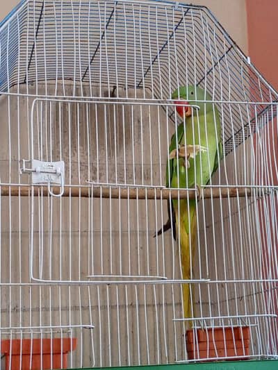 raw parrot