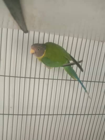 plumhead female/ Eno cocktrail /Gouldians pairs/conure pair   for sale