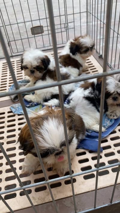 Adorable Shihtzu pups/ Toy breed / shitzu pup