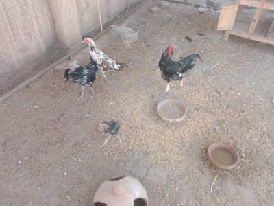 male and female hens