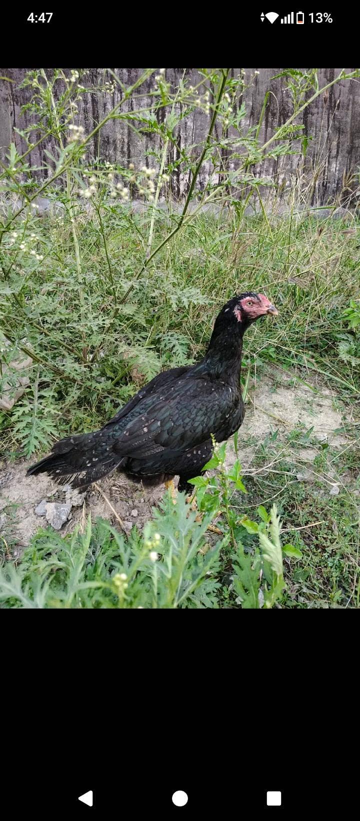 aseel patha 1