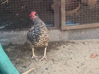 Healthy aur active murgi fir sale. Rozana 1 anda deti hai .