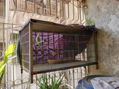 cage for bird/ hens