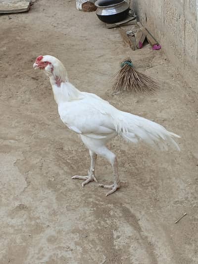Aseel Heera yunge phatha ha abhi big hight ha