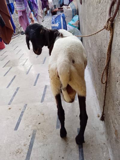 khare ka dumba for sale