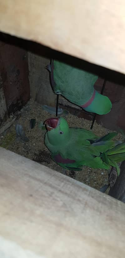 raw breeder pair male no bite hand tame