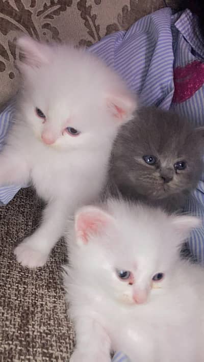 persian kittens