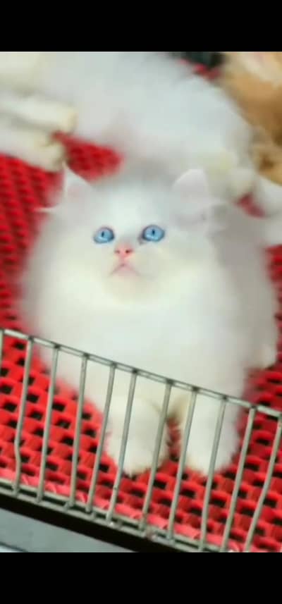 Quality Persian Punch face cat & kitten is03477878702Whatsapp