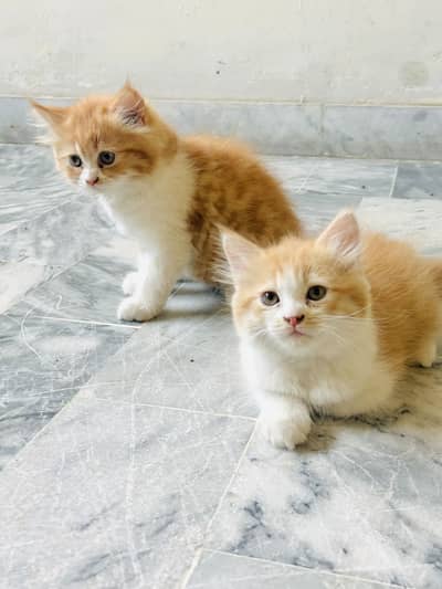 Persian cats