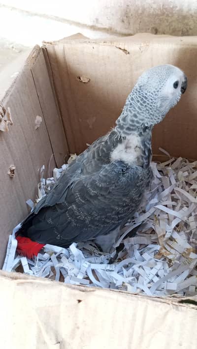 grey parrot baby chicks