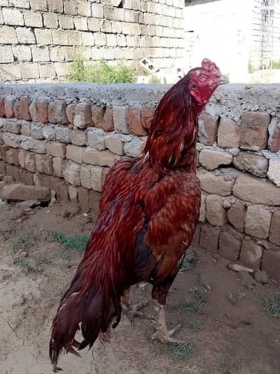 Aseel Mianwali