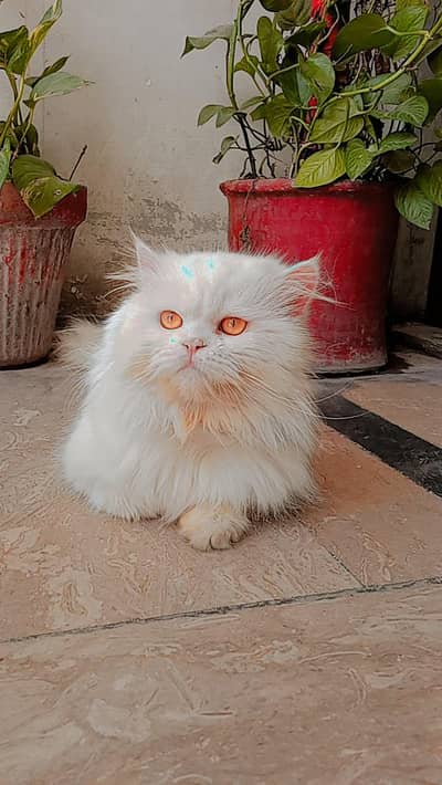 Persian male cat