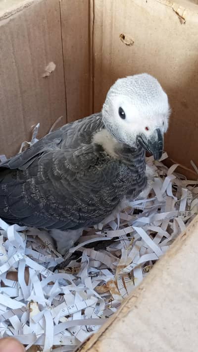 grey's parrot