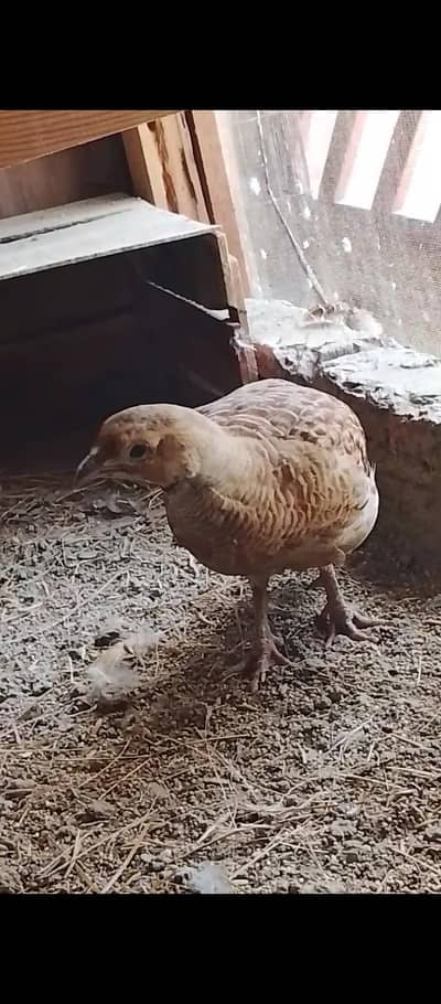 birds