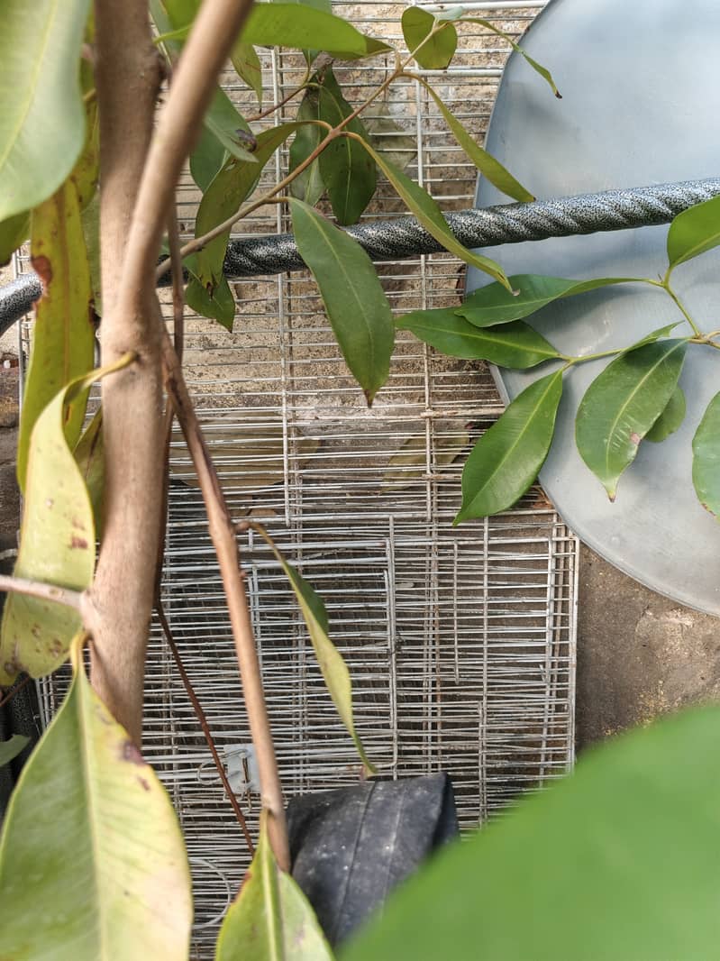 Cages 1