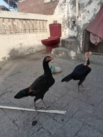 Aseel Pair Black
