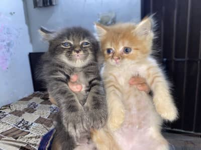 Cats sale