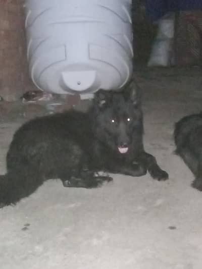 German Shepherd Male & female for sale