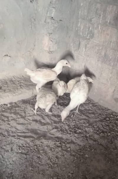 Ko Shamo/Smallest aseel/quality birds/heera