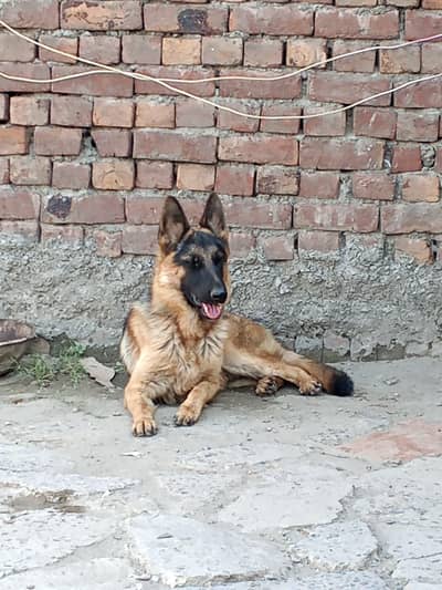 German shepherd dog
