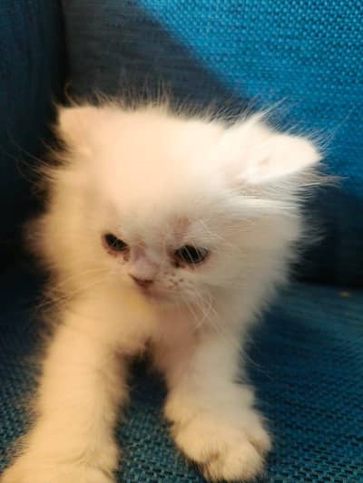 Pure Persian Kittens